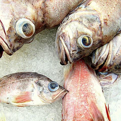 Fiskar